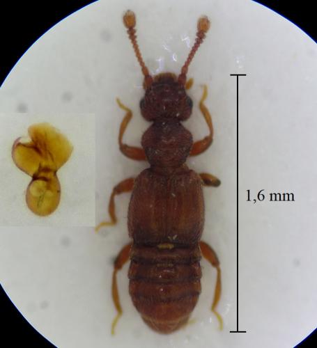 Réf. 303 710 : Euplectus corsicus